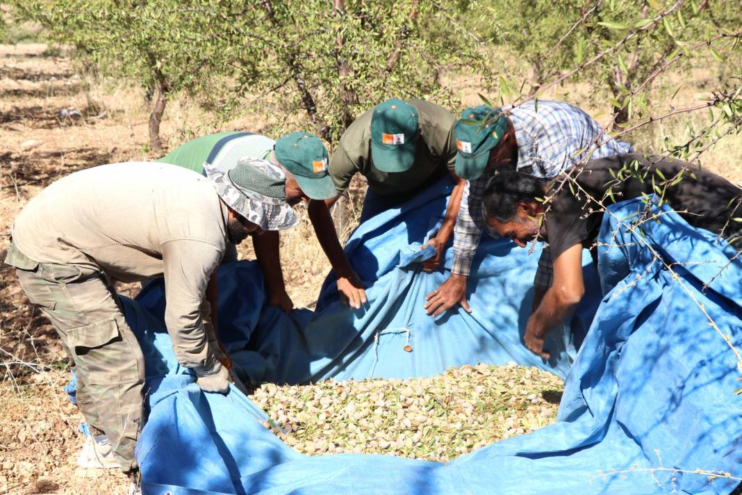 Elazığ'da hasadı başladı. 400 ton rekolte bekleniyor 6